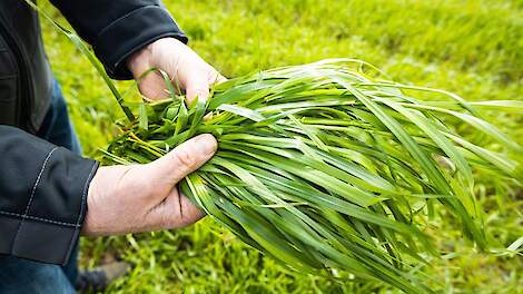SFR-onderzoek: grote voederwaardesprong bij moderne grasrassen
