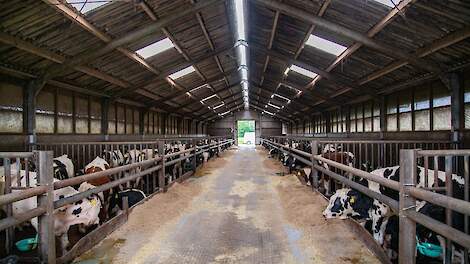 Slachtprijzen onder druk: daling tot 20 cent verwacht