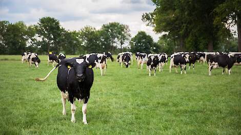 Ga je aan de slag met weidegang? Dit zijn de voorwaarden voor 2026