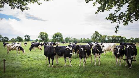 Bedrijven met weidegang hebben een hogere liquiditeitsmarge