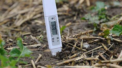 Maïs in de grond: zo leg je de basis voor een topopkomst