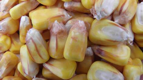 Op tijd van het land: waarom vroege korrelmaïs loont