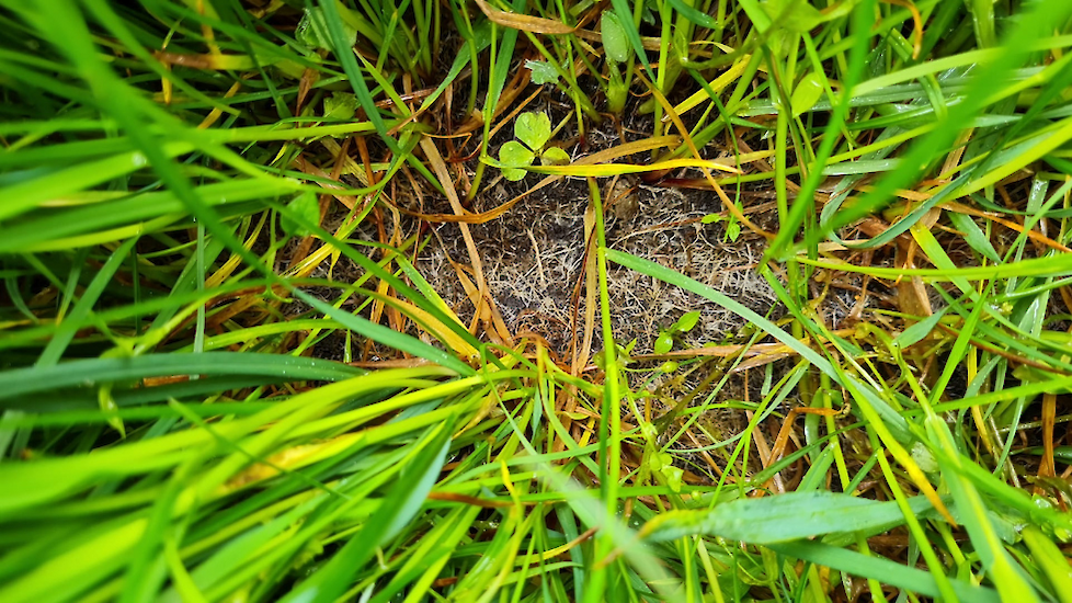 schimmeldraden na inzet van GrowPEQ MiCrops