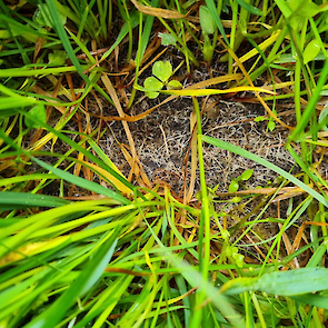 schimmeldraden na inzet van GrowPEQ MiCrops