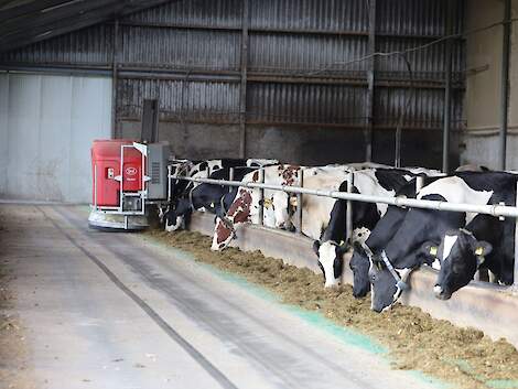 Lely Vector automatisch voersysteem die de koeien aan het voeren is