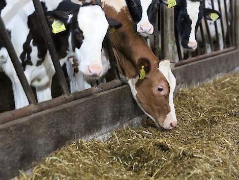 Jongvee dat gevoerd is met door de Lely Vector