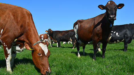 Met pensbestendige vetzuren een melkvetdip in het voorjaar voorkomen