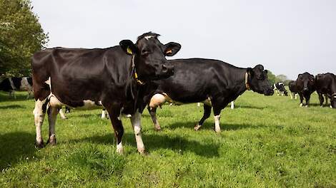 EkoHolland: rustig aan met krachtvoer in mei en juni