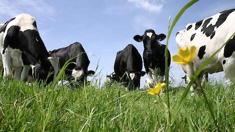 CBS: stikstofexcretie onder productieplafond 2025