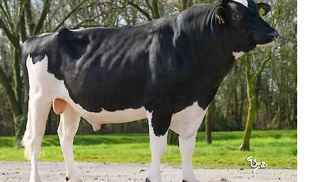 Jaffa aan kop, Captain en Sunrise rukken op in vernieuwde NVI-top