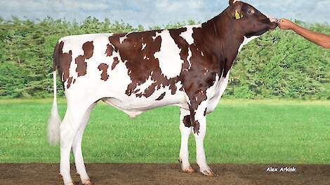 Borax-Red nieuwe koploper, golf aan debutanten herschikt NVI-top roodbont