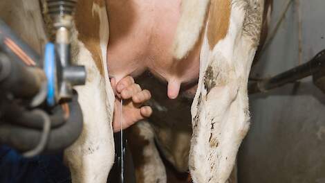 Gezondheidsproblemen in vroege lactatie leiden tot lagere piekproductie