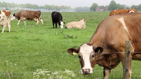 Natuur & Milieu: ‘Vijf keer zo veel biologische melkveehouders mogelijk’