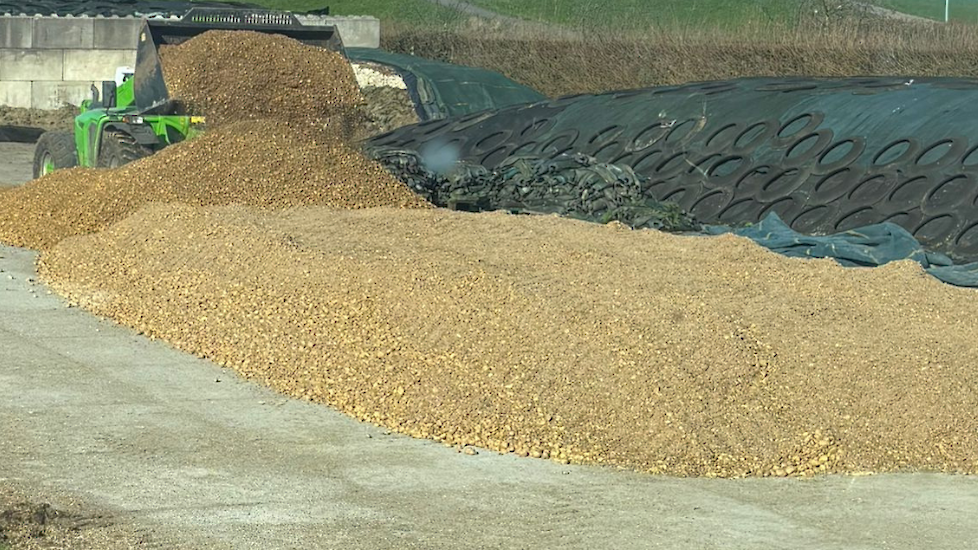 Inkuilen van voeraardappelen in combinatie met speltdoppellets.