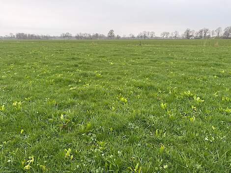 DSV COUNTRY MultiLife 16