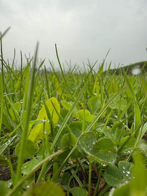 DSV COUNTRY MultiLife 16