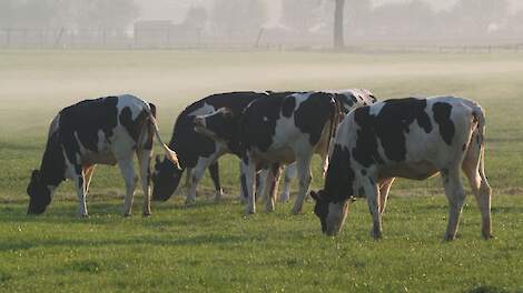 Melkveehouder krijgt opnieuw geen extra fosfaatrechten