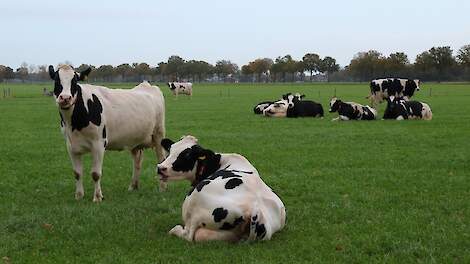 615 miljoen euro voor extensivering melkveehouderij, 1.606 euro per koe