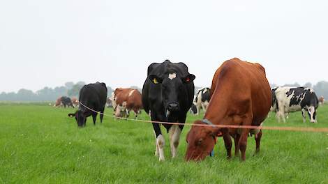 Nieuw bemestingsadvies: Wat er nog kan mét behoud weidegang zonder derogatie