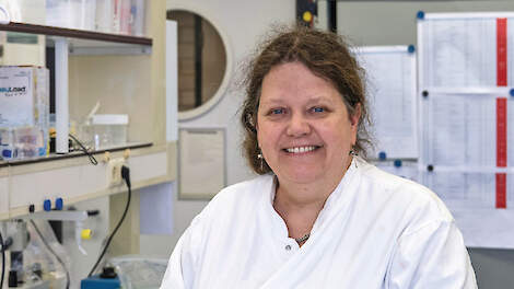 ‘De druk van mycotoxinen in veevoer neemt toe’