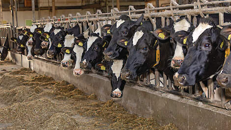 Melkprijs 51,50 euro op lange termijn