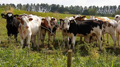 Column: Eerste snede binnen? Jongvee naar buiten!