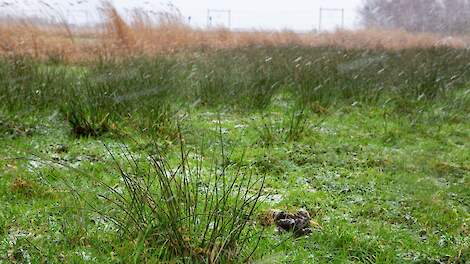 Oud pachtcontract nekt melkveehouder: tienduizenden euro’s minder schadevergoeding
