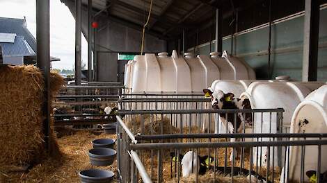 ‘Melkveehouders positief over langer aanhouden kalveren’