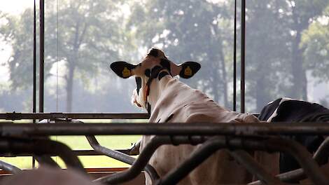 Voorwaarden extensiveringsregeling bekend: dit betekent de subsidie voor melkveehouders