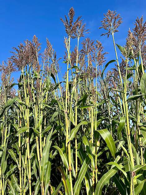 DSV sorghum