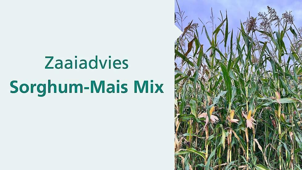 Sorghum zaaien 2026 | bekijk de inzaaitips