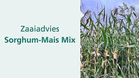 Sorghum zaaien 2026 | bekijk de inzaaitips