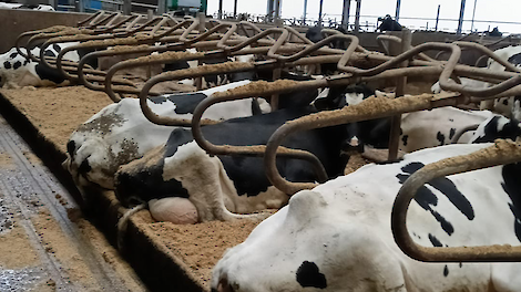 De juiste kalk maakte het verschil bij Jantinus Oost