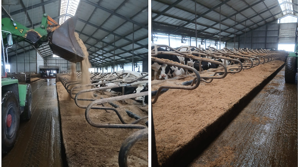 Gemalen stro-kalkmengsel in de ligboxen bij Jantinus Oost