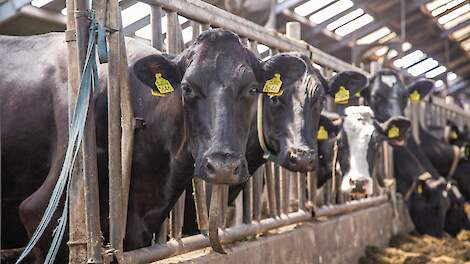 Stikstofclaim sommeert Brabant te stoppen met stallenbeleid