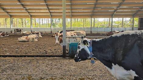 Melkveehouder Wesselink bouwt VrijLevenStal: ‘Zoveel mogelijk rust voor de koeien’