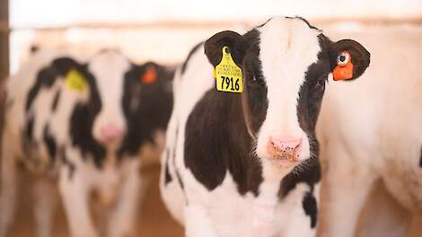 Longproblemen bij kalveren vroeg herkennen: dit moet je weten