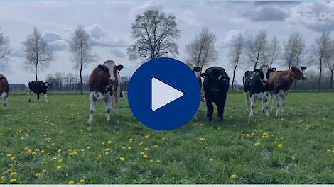 Video: FFlog: jouw jongvee klaar voor de wei