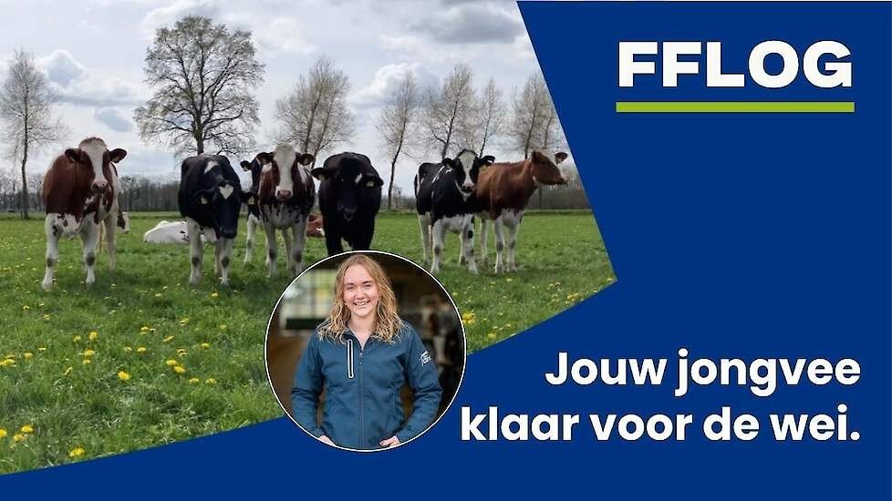 Jouw jongvee klaar voor de wei