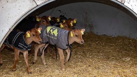Ilvo: kalverdekjes kunnen zichzelf terugverdienen