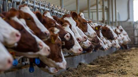 Saldo melkveehouders in maart fors lager door lage melkprijs