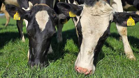 Melkveehouder krijgt geen extra vergoeding voor kruidenrijk grasland