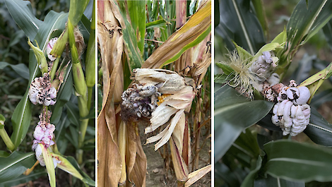 Builenbrand beschadigt de plant en vergroot het risico op Fusarium-infecties en de vorming van mycotoxinen.
