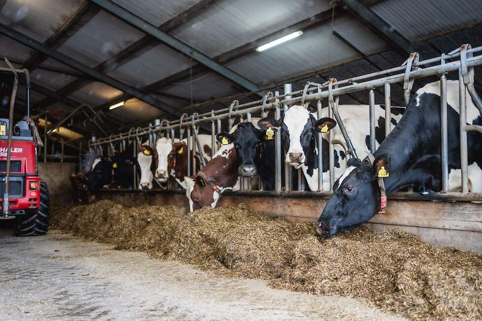 Met een melkproductie van gemiddeld 11.646 liter en goede gehaltes van 4,68% vet en 3,71% eiwit zijn de melkveehouders dik tevreden.