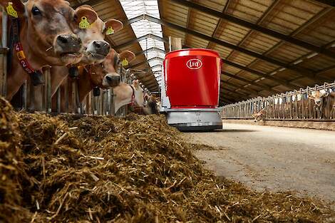 Lely Vector die door een koeienstal heen rijdt en Jersey koeien voert