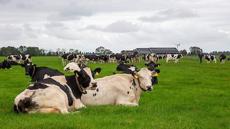 Afbouw derogatie leidt voorlopig nog niet tot minder grasland