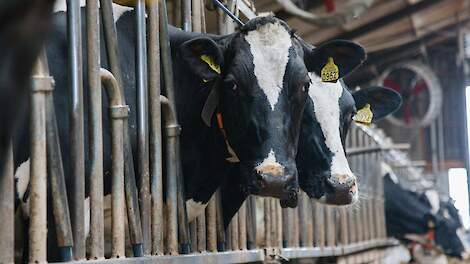 Countus: Koppeling milieudoelen aan fosfaatrechten leidt tot krimp veehouderij
