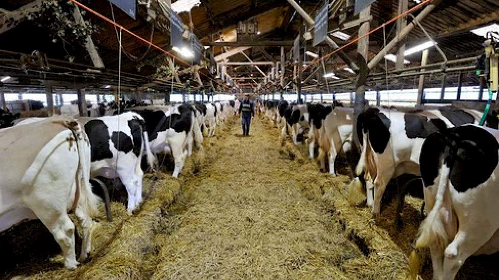 Verbazingwekkend Friese koeien op de grup | Melkvee.nl - Nieuws en kennis voor de SV-97