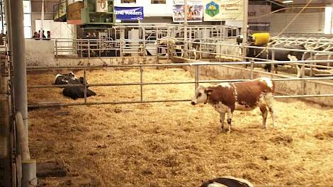 Open dag melkveebedrijf Zandbrink in Stoutenburg