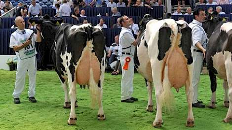 Wilhelmina 358 (v. Juror) van Teus van Dijk uit Giessenburg (links) won het algemeen kampioenschap bij zwartbont. Ernaast staat Bons-Holsteins Koba 152 (v. Integrity) van Nico Bons uit Ottoland. Koba 152 werd derde bij de oudere koeien, achter Wilhelmina